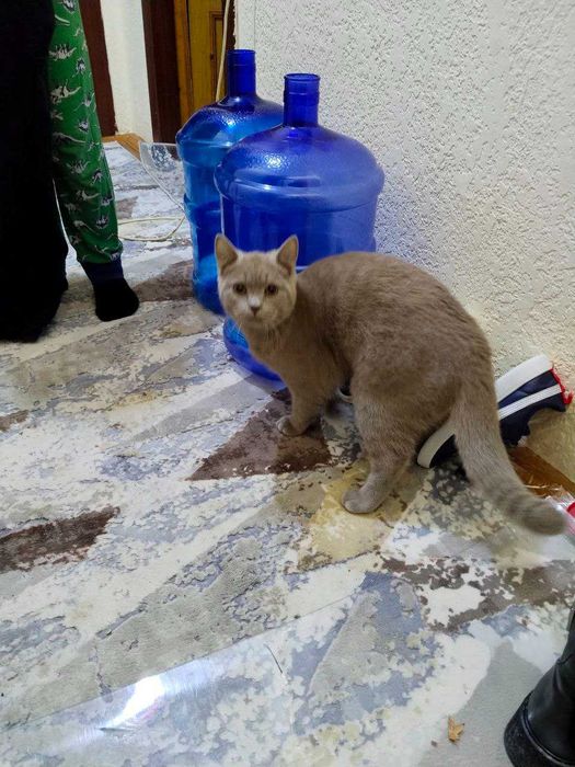 Срочно Продаётся британец