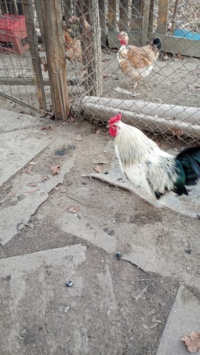 Vând cocoș de țară
