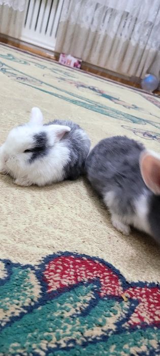 Quyonchala sotiladi juda chiroyli