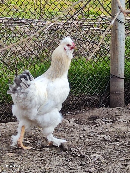 Младо петле на 7 месеца