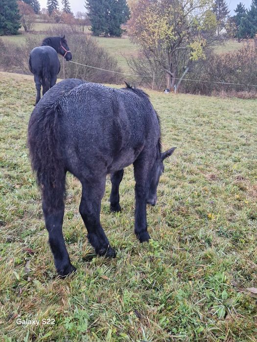 Manza grea sange rece de 6 luni
