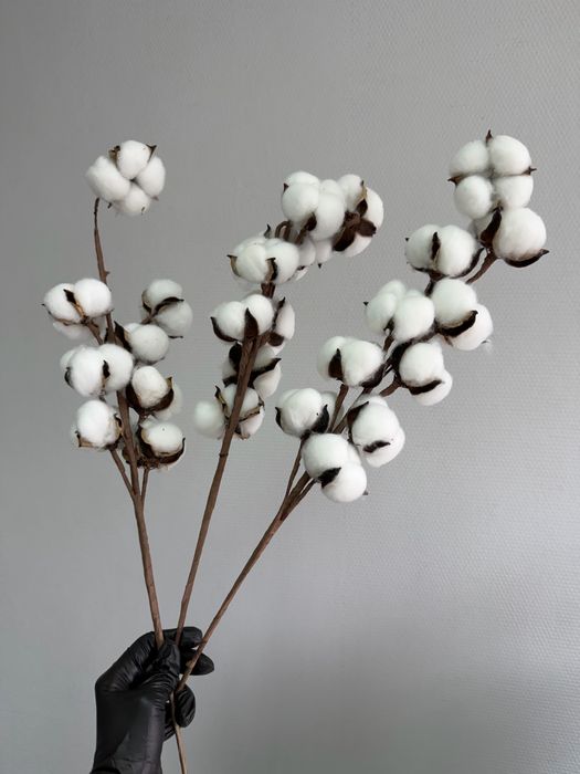 Сухоцвет хлопок