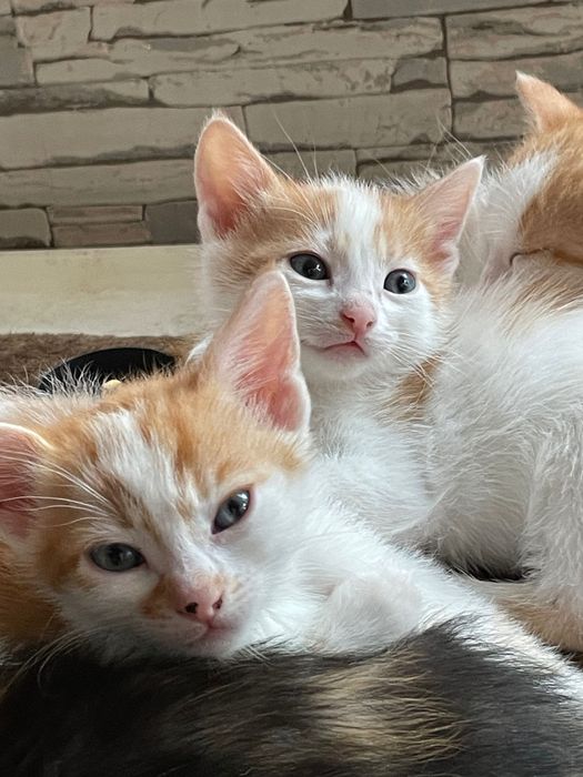 Подарявам малко коте