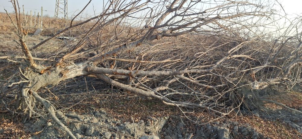 O‘tin uchun daraxtlar sotiladi