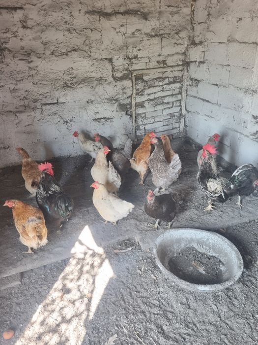 Продам Домашних курей