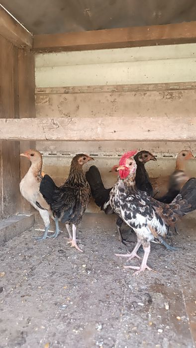 Продам карликовые кур.