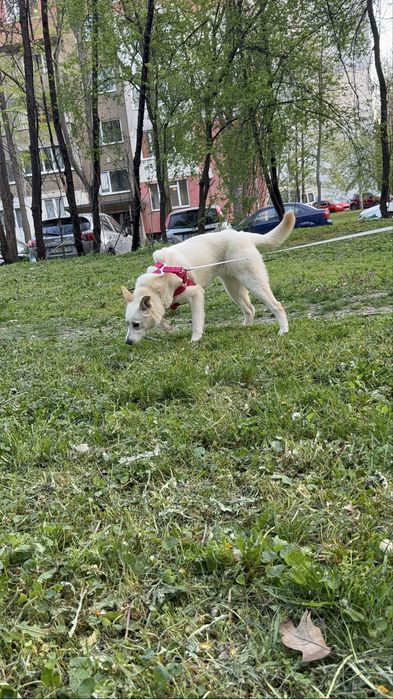 Търси дом! Здравейте, това е Айра