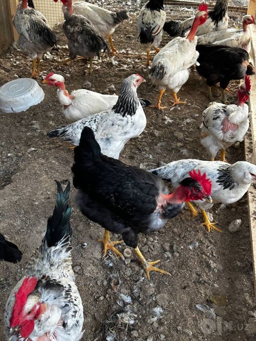 Jojaxo’roz sotiladi, продаётся петушок голошейка