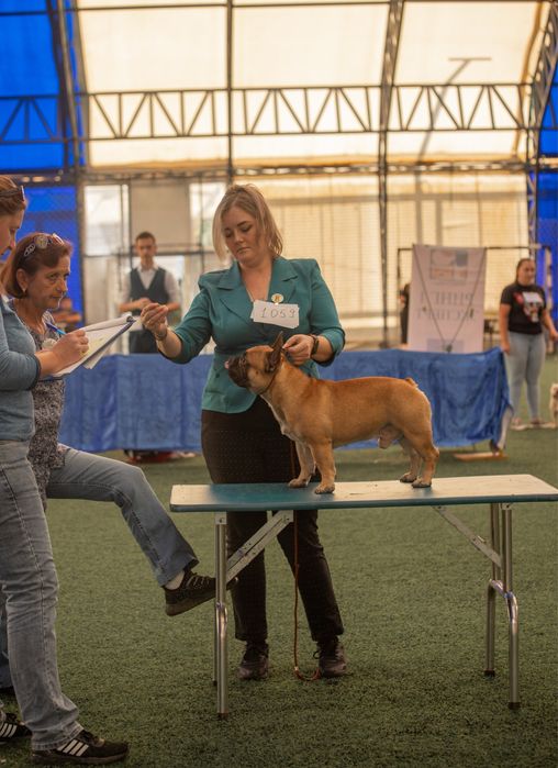 Французский бульдог - вязка кобель