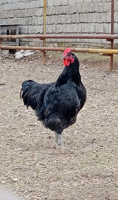 Жерсий хорозлари сотилади