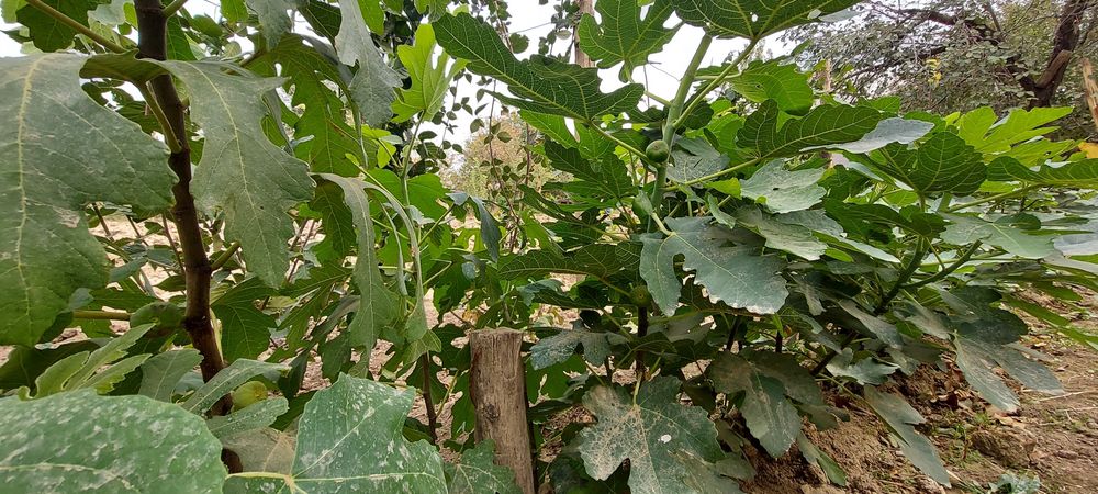 Саженцы. Жемыс талдар