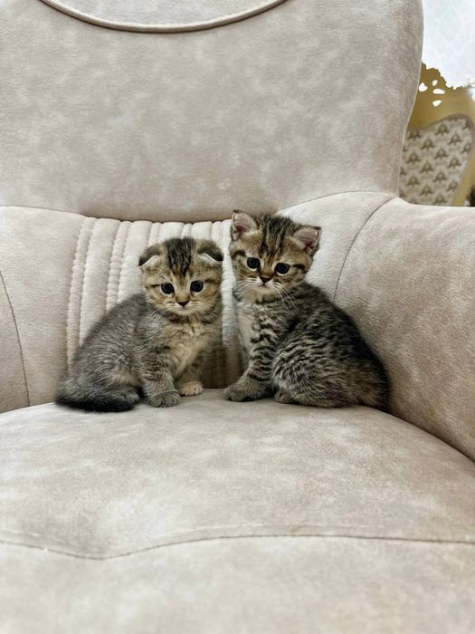 Продаются котята, милые, очаровательные
