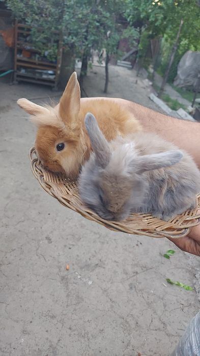 Декоративные кролчата