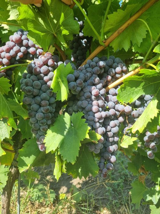 Struguri de vanzare, plantatie proprie