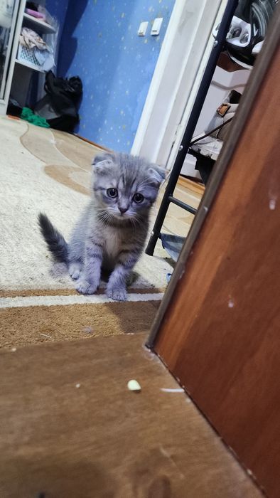 Породистый котята скоттиш страйт и фолд