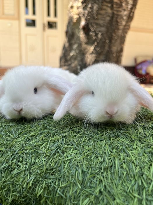 Quyon karlik dekorativ evro paroda