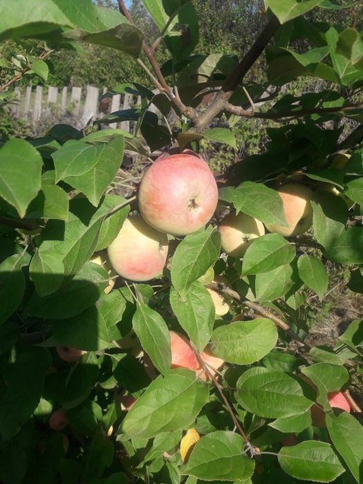 Продам(сдам) дачу сад Южный.