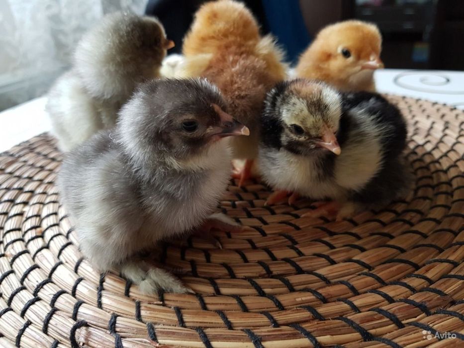 Jaydari jo'jalar bor ,bemalol ochilvotti