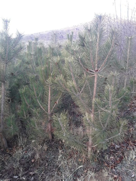 Крим арча кучатлари сотилади