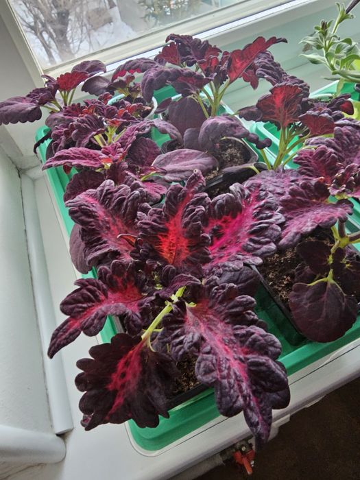 Колеус 500 тг...