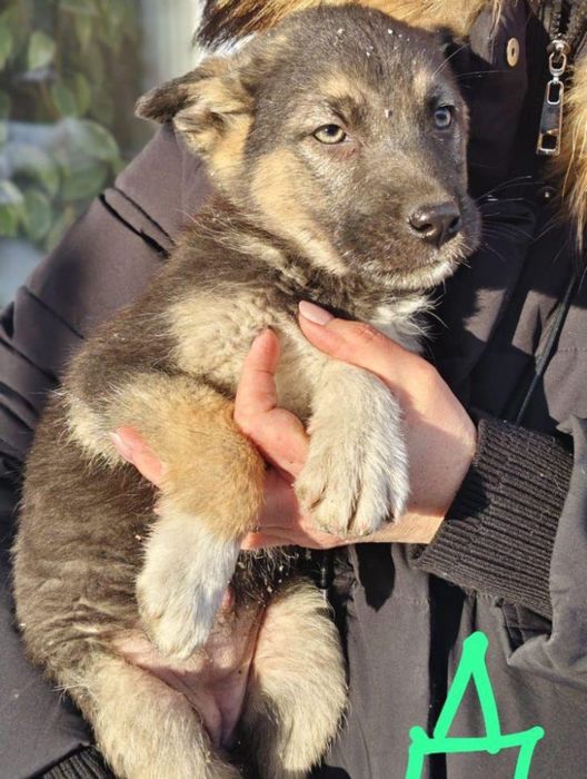 Отдам ценят в добрые руки