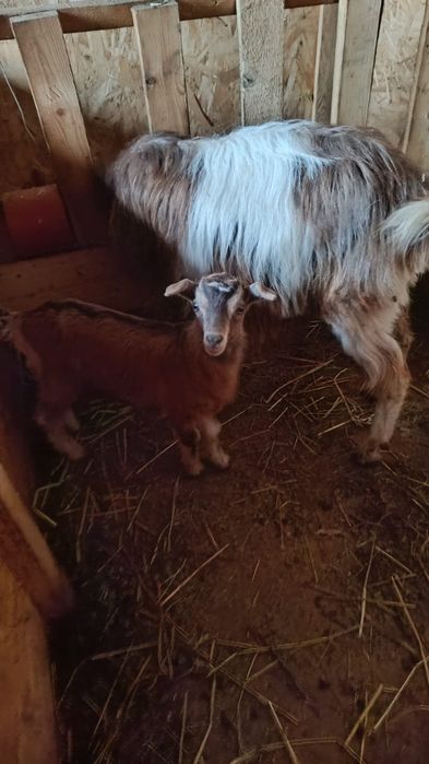 Vand capra cu ieduța