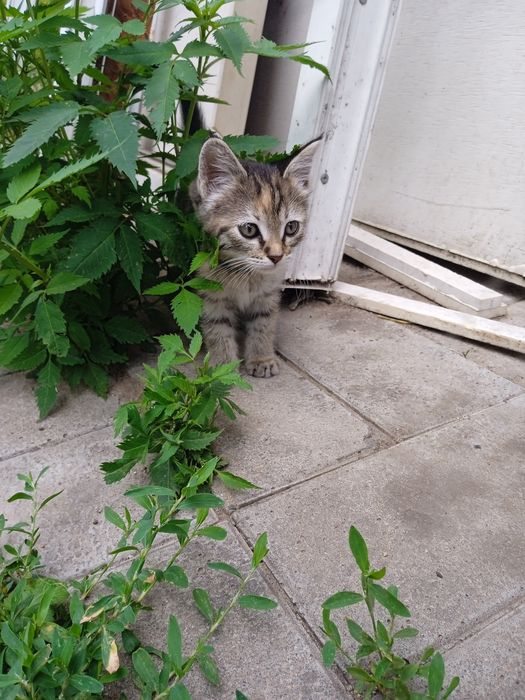 отдам кошку девочка