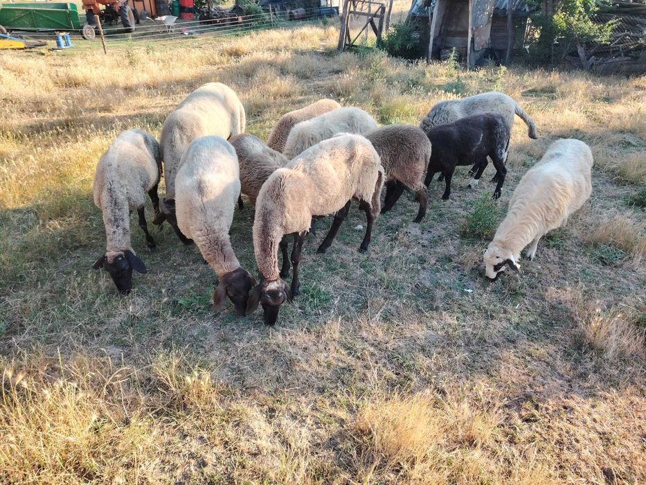 De vanzare 7 oi carabase si 3 oi romanesti
