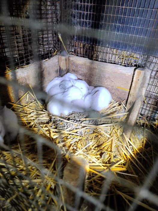 Зайци за разплод