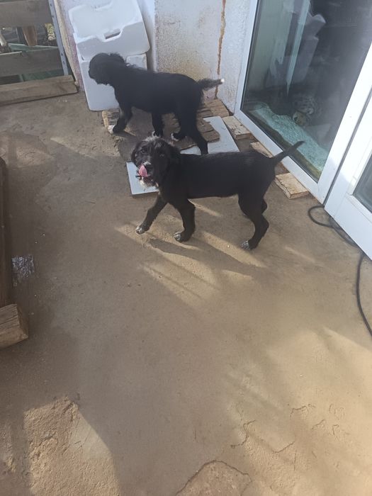 Двама братя сладури търсят нов дом