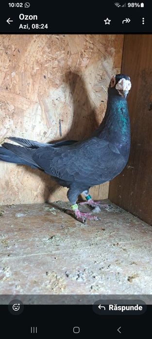 Vând porumbei duduros