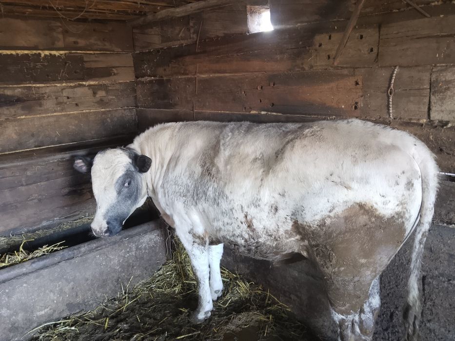 Продам бычков, выращенных на откорме