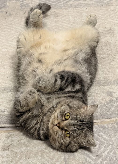 Отдам в добрые руки кошку, девочка