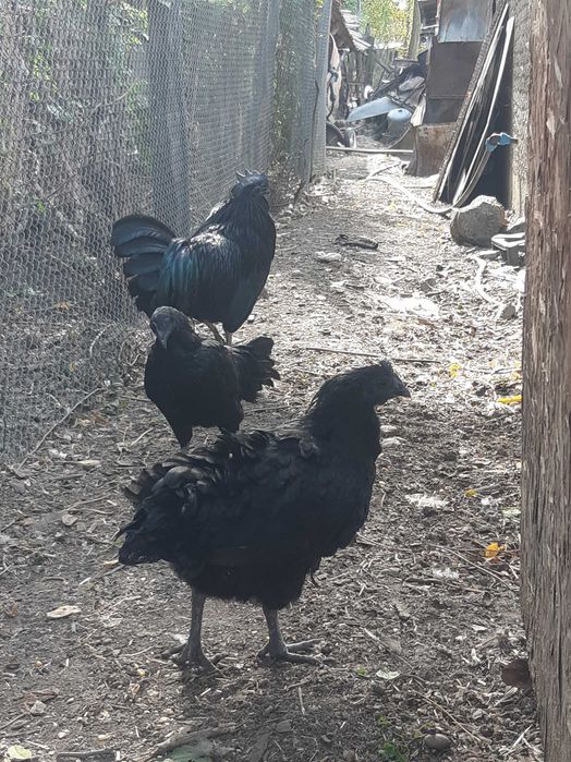Ayam cemani 2025