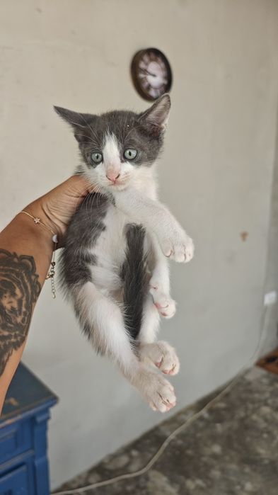 Pisoi mici spre adopție