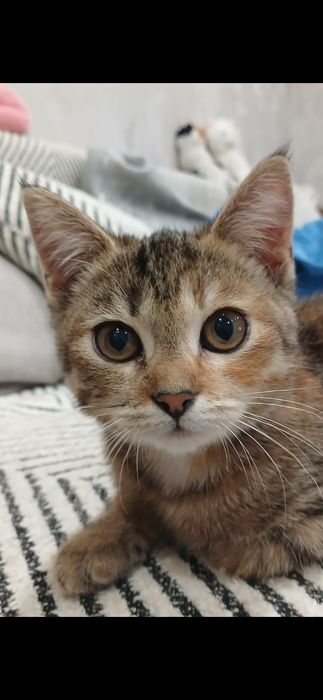 Бесплатно кошечка!