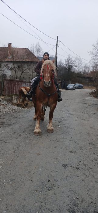 Vând iapă cu mânz!