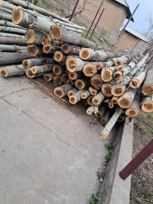 Terak sotiladi tayyor 4- 4.5 metr qilib kesib qoyilgan