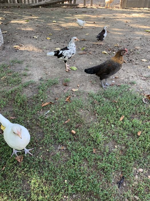 Cocosei pitici( americani)