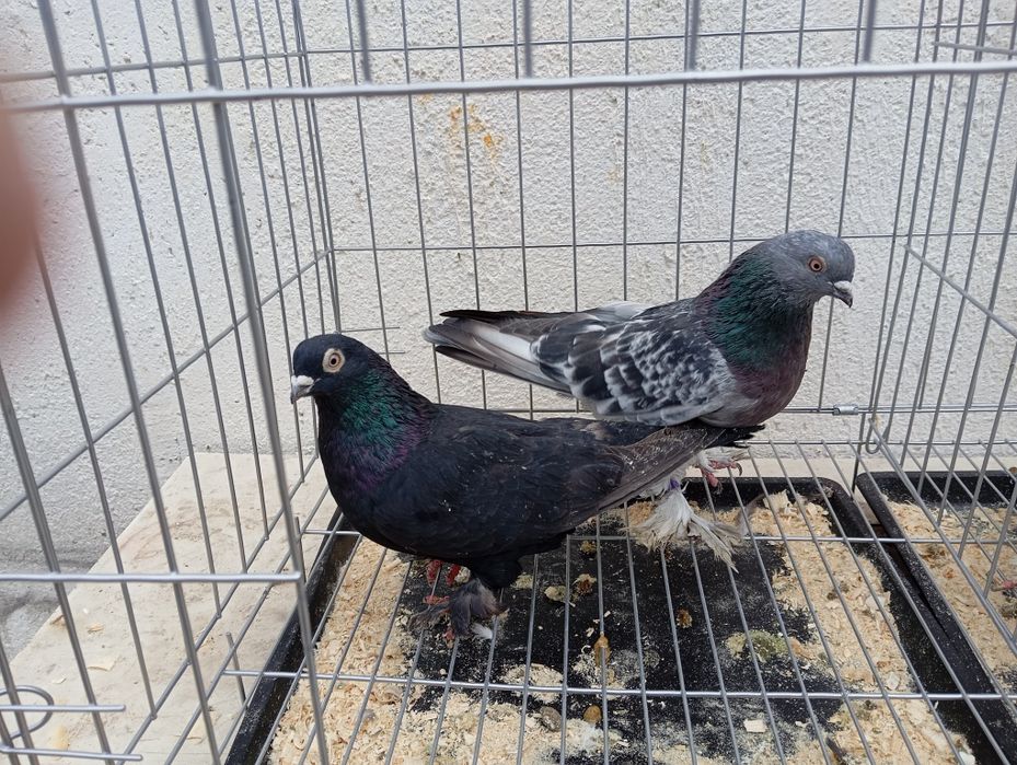 Продаются голуби