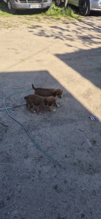 Подаряват се кученца на 2 месеца