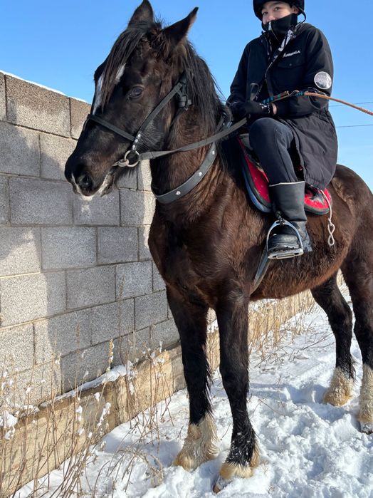 Лошадь 2 жасар кунан