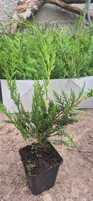 Кипарис лейланди 30-40 см