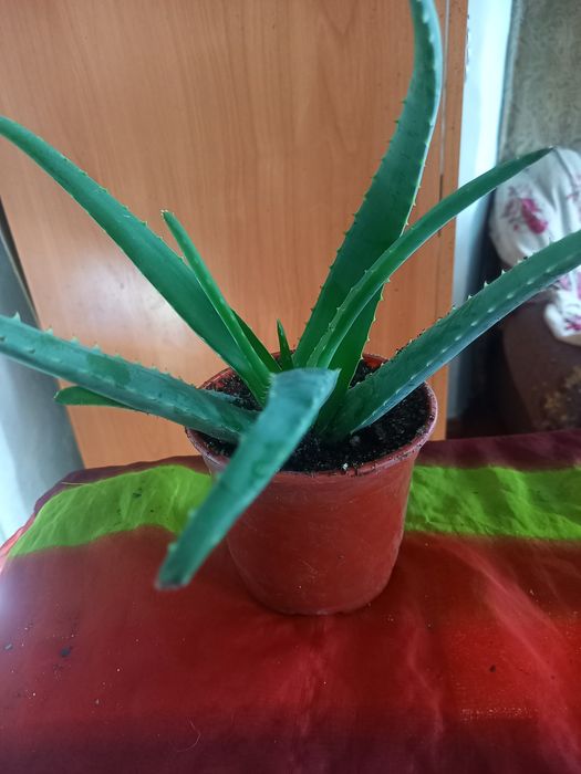 Продам комнатные цветы