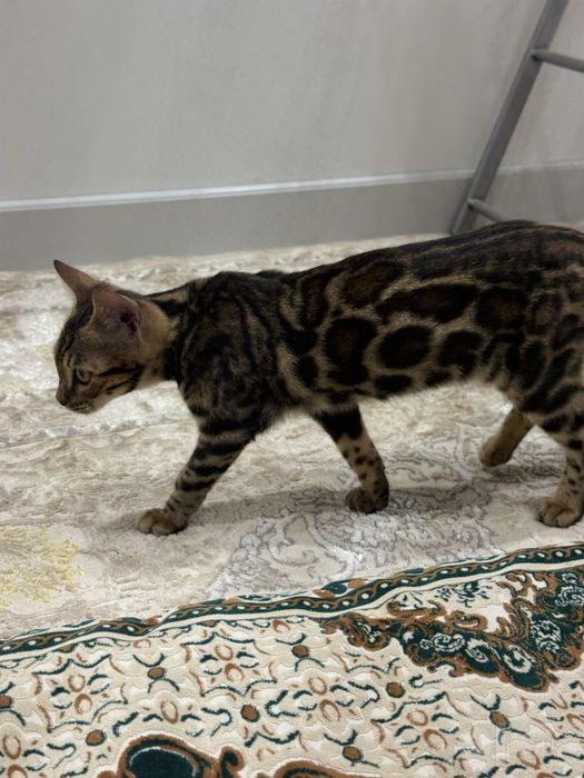 Bengal mushukcha