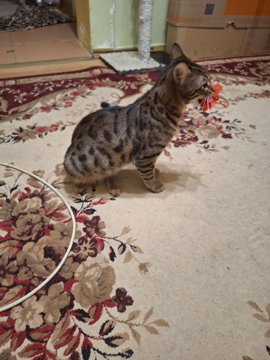 Вязка кот Бенгальский