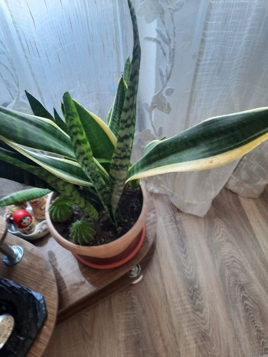 Продаю комнатные цветы