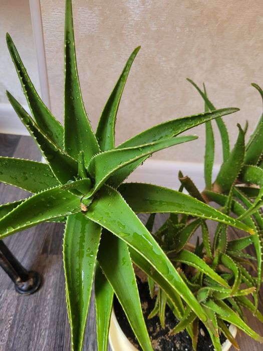 Продам алоэ лечебный 10летний