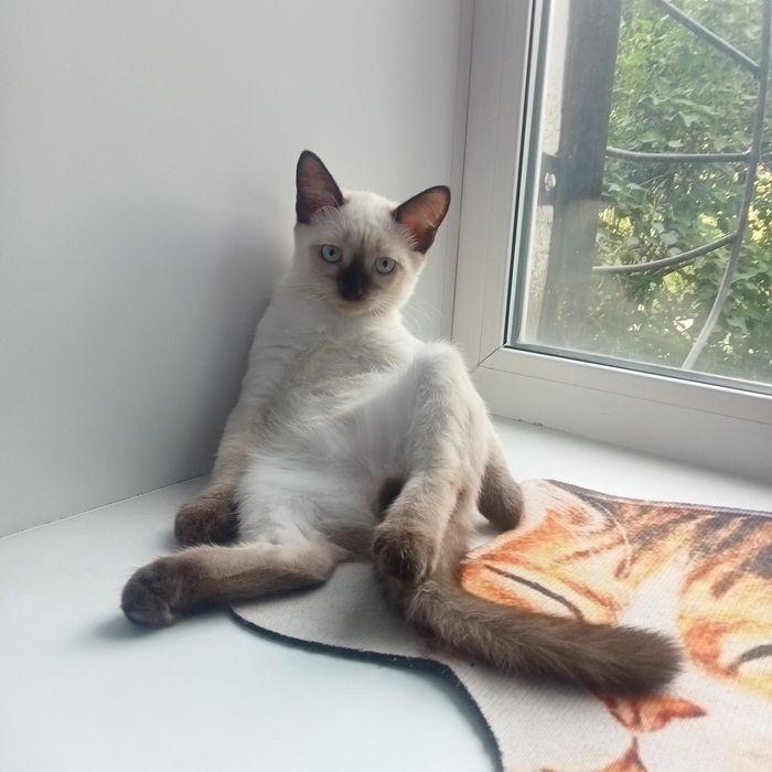 Отдам котика в надёжные добрые руки.