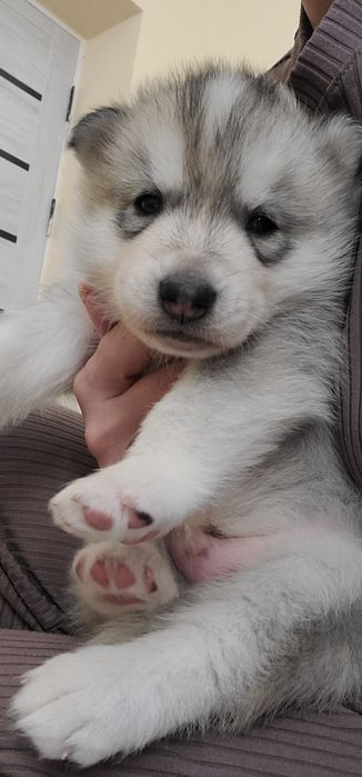 Чистокровный щенок хаски родился 14февраля 2026г принесет любовь